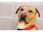 Adopt Simba a Red/Golden/Orange/Chestnut Mixed Breed (Large) / Mixed dog in