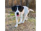 Adopt Kate a Pointer