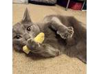 Adopt Scone a Gray or Blue Domestic Shorthair / Mixed cat in Gibsonia