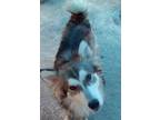 Adopt Koda a Gray/Blue/Silver/Salt & Pepper Australian Shepherd / Husky / Mixed