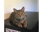 Adopt Spice a Brown Tabby Domestic Shorthair (medium coat) cat in Macedonia