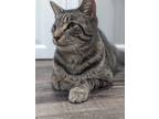Adopt Oscar a Brown Tabby Domestic Shorthair (short coat) cat in Philadelphia