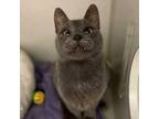 Adopt Pearl a Gray or Blue Domestic Shorthair / Domestic Shorthair / Mixed cat