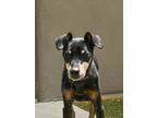 Adopt Tulip a Black - with Tan, Yellow or Fawn Miniature Pinscher / Mixed dog in