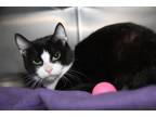 Adopt Pinot Noir -Spayed/ComboTested a Black & White or Tuxedo Domestic