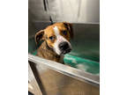 Adopt Winston a Tan/Yellow/Fawn Beagle / Boxer / Mixed dog in Shohola