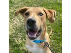 Adopt Jethro a Tan/Yellow/Fawn Mixed Breed (Large) / Mixed dog in De Pere