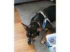 Adopt Blossom a Black - with Tan, Yellow or Fawn Mixed Breed (Medium) / Mixed