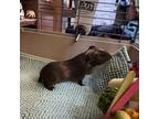 Adopt Jerry a Guinea Pig small animal in Las Vegas, NV (38075459)