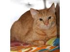 Adopt Brie (Spayed) (FIV+) a Orange or Red Tabby Domestic Shorthair (short coat)