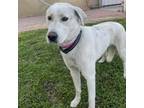 Adopt Piper a White - with Tan, Yellow or Fawn Labrador Retriever / Mixed dog in