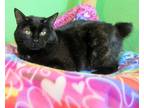 Adopt Stardust I'm a Manx! a Tortoiseshell Manx (short coat) cat in Newport