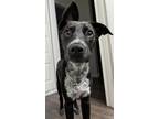 Adopt Garth a Black Labrador Retriever / Mixed dog in Morton Grove
