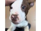 Adopt Mr. McGiblet a White - with Tan, Yellow or Fawn Mixed Breed (Medium) /