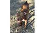 Adopt Penny a Red/Golden/Orange/Chestnut American Staffordshire Terrier / Dogue
