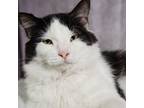 Adopt Boo Bear a Domestic Mediumhair / Mixed (long coat) cat in Pasadena