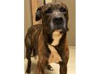 Adopt Quint a Boxer / Mixed dog in Benton, AR (38210196)