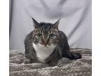 Adopt Jasmine a Domestic Shorthair / Mixed (short coat) cat in Greensboro