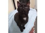 Adopt Merlin a Domestic Shorthair / Mixed (short coat) cat in Ladysmith