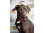 Adopt Stuart a Gray/Silver/Salt & Pepper - with White Labrador Retriever dog in