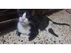Adopt Felix a Black & White or Tuxedo Egyptian Mau (short coat) cat in