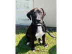 Adopt Monty a Black - with White Labrador Retriever / Terrier (Unknown Type