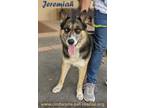 Adopt Jeremiah a Black - with Brown, Red, Golden, Orange or Chestnut Shepherd