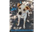 Adopt Xu a Tricolor (Tan/Brown & Black & White) Australian Cattle Dog dog in