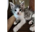 Adopt MR BABY GRINCH a Domestic Shorthair / Mixed (long coat) cat in Calimesa
