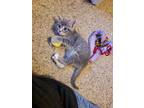 Adopt Harlow (Hopkins) a Gray or Blue Domestic Shorthair / Mixed cat in Wichita