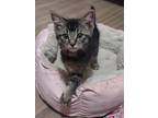 Adopt Rye a Gray, Blue or Silver Tabby Domestic Shorthair / Mixed cat in Wichita