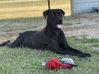 Adopt April a Black Cane Corso dog in Opelousas, LA (38053343)