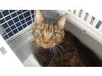 Adopt Nickel a Brown Tabby Domestic Shorthair / Mixed cat in Margate