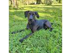 Adopt Flap Jack a Black Great Dane / Labrador Retriever / Mixed dog in Jupiter