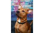 Adopt Broley a American Pit Bull Terrier / Hound (Unknown Type) / Mixed dog in