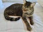 Adopt Riley (Mount Dora) a Tan or Fawn Tabby Domestic Shorthair (short coat) cat