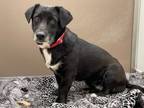 Adopt SOFIA* a Dachshund, Mixed Breed