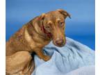 Adopt CUPCAKE a German Shepherd Dog, Labrador Retriever