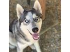 Adopt Molly a Husky