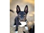 Adopt Disco a American Staffordshire Terrier