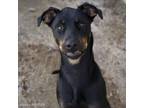 Adopt UNICORN a Doberman Pinscher, Mixed Breed