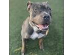 Adopt Carol a American Staffordshire Terrier