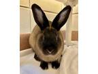 Adopt Baby a Bunny Rabbit, Dwarf