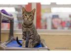 Adopt Tabitha a Tabby