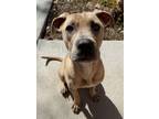 Adopt Fiona a Black Mouth Cur, Pit Bull Terrier