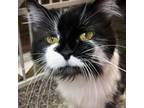 Adopt Jude a Domestic Medium Hair