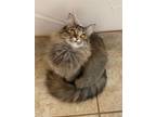 Adopt Ember a Domestic Medium Hair