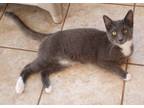 Adopt Lauren a Domestic Short Hair