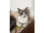 Adopt Storm a Domestic Short Hair