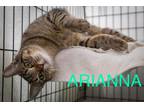 Adopt Honey Badger fka Arianna (FCID# 01/16/2024 - 86) a Tabby